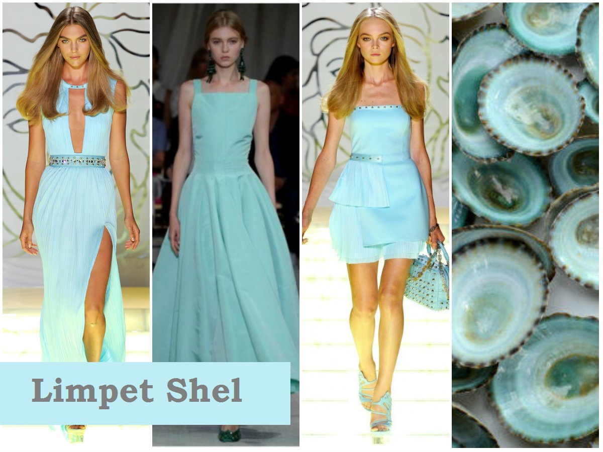 Limpet Shel