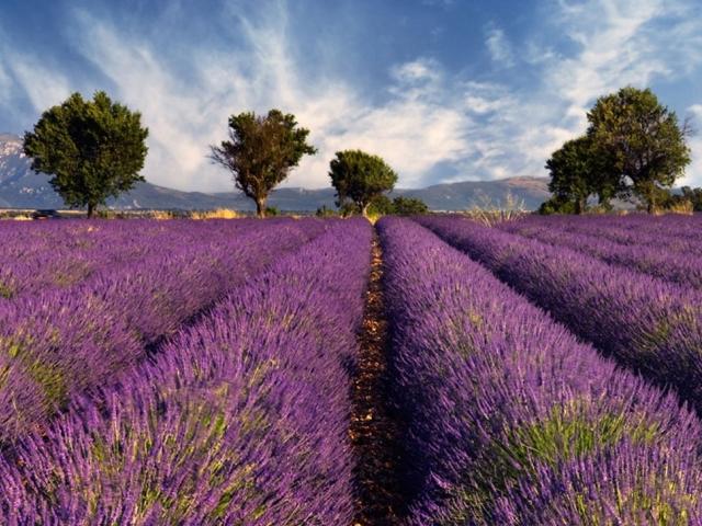 rastet-lavanda