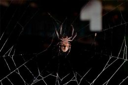 Что делать если убил паука в доме